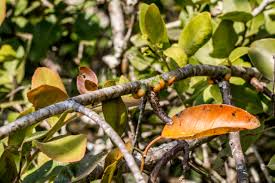 Image result for Erianthemum dregei