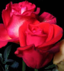 James Lowe Obituary (2015)