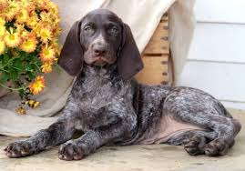 Check puppies availability give us a call : German Shorthaired Pointer Poodle Mix Puppies For Sale Off 61 Www Usushimd Com