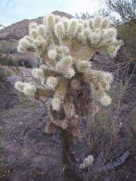 If you own a cactus, then you'll be keen to know how fast it will grow and how large it will get with time. What Is A Jumping Cholla Jce Inc