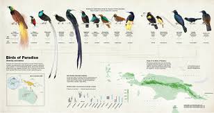 World Of Wallcharts Series 12 Birds Steemit