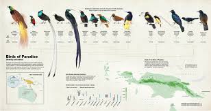 world of wallcharts series 12 birds steemkr