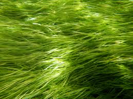 Image result for Stuckenia