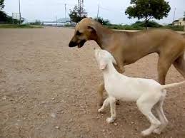 Chippiparai A Dog Breed From India Dog Breeds Dogs Profile Youtube Many dog breeders with puppies for sale also offer a health guarantee. chippiparai a dog breed from india