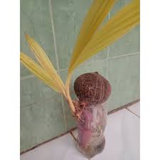 Tanaman bonsai kelapa memiliki bentuk yang unik serta cocok bila dijadikan sebagai hiasan rumah. Bahan Bonsai Kelapa Albino Shopee Indonesia