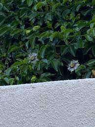 Flowering vines add height, beauty, and often scent. These Flowers Grow On A Vine And There Are Big Green Oval Shaped Fruit Located In Southern California What Is This Whatsthisplant