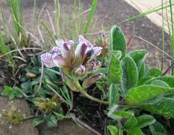 Image result for Pearsonia