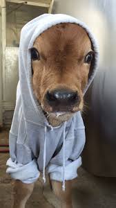 Having A Bad Day Here S Elsa The Calf In A Hoodie Cute Baby Cow Baby Cows Cute Funny Animals