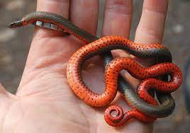Pacific Ringneck Snake Diadophis Punctatus Amabilis Robert Sibley Volcanic Regional Preserve Oakland California Cute Reptiles Snake Reptiles And Amphibians