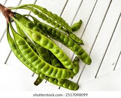 Image result for Parkia