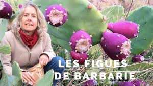 Voir plus d'idées sur le thème figuier de barbarie, figue de barbarie, figuier. Comment Manger Les Figues De Barbarie Youtube