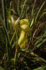 Image result for Moraea spathulata