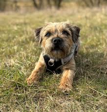 Image result for border teriér