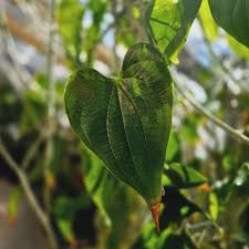 Image result for Dioscorea asteriscus