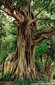 Pin By Kirsten Haynes On Projects To Try Bodhi Tree Unique Trees Nature Tree
