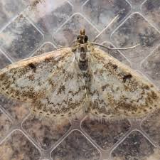 Image result for Anania perlucidalis