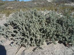 Image result for Atriplex