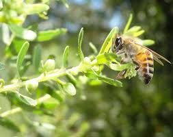 Image result for Macaranga mellifera