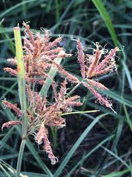 Image result for Cyperus rotundus