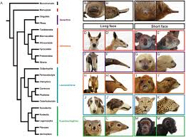 This group of placental mammals includes primates and their closest relatives, including the approximately 1500 species of rodents. Creating Diversity In Mammalian Facial Morphology A Review Of Potential Developmental Mechanisms Evodevo Full Text