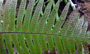 Image result for Polypodiaceae