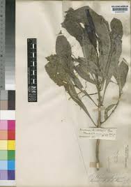 Image result for Micrococca capensis