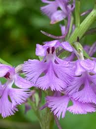 Image result for Platanthera psycodes