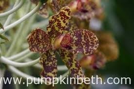 Image result for Angraecum moandense