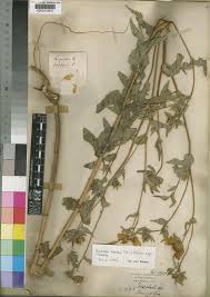 Image result for Guizotia scabra
