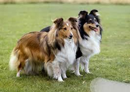 She is located near the following towns and cities in alberta: 10 Smartest Dog Breeds