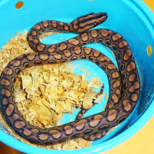 Rainbow Boa Care Sheet - Reptiles Magazine