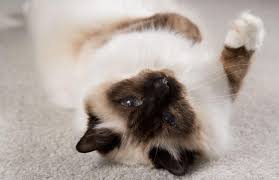 Have you ever seen a dog or cat press their head against the wall? What Causes Head Pressing In Cats