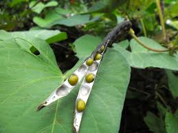 Image result for Vigna radicans