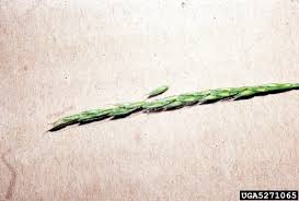 Image result for Microstegium