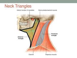We know it can be difficult to learn the concepts of anatomy if you don't know what some anatomical terms mean. Head And Neck Anatomy