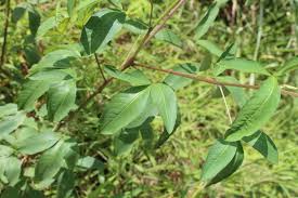 Image result for Crotalaria trichotoma