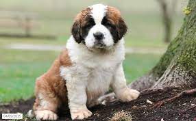 Megan Saint Bernard Puppy For Sale In Bethel Pa St Bernard Puppy Saint Bernard Puppies For Sale