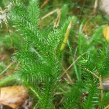 Image result for Grona stolzii