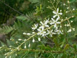 Image result for Pittosporaceae