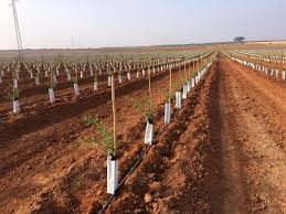 Proyecto Llave En Mano Cbh Plantacion Y Riego De Almendro Intensivo En La Finca Sortes De Dos Hermanas Sevilla Vivero De Plantas Riego Plantaciones