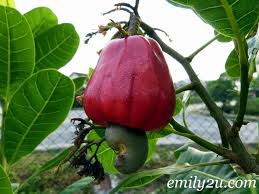 Pecan trees grow in many settings, including woodlands, parks, urban greenbelts, courthouse lawns, and thousands of home landscapes. Cashew Tree From Taman Botani Putrajaya From Emily To You