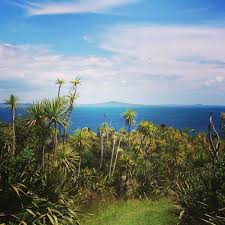 The tiritiri matangi island ferry from auckland or gulf harbour or private boat are the two options for getting to the island. Tiritiri Matangi Island In Auckland Cost When To Visit Tips And Location Tripspell
