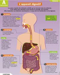 Playbac Presse Digital Appareil Digestif Corps Humain Anatomie Du Corps