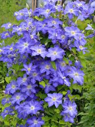 Clematis lavender has the following botanical name: Different Types Of Clematis Hgtv