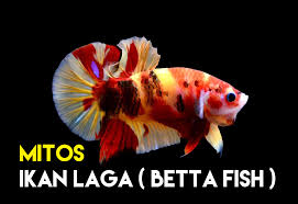 ikan makna ikan di kbbi adalah: 5 Salah Faham Tipikal Mengenai Ikan Laga Betta Fish Some Bullet For Your Head