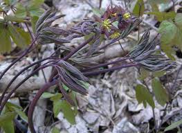 Image result for Blue Cohosh