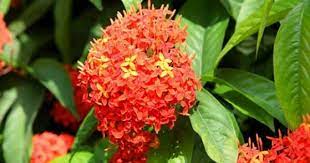 We did not find results for: 15 Jenis Jenis Bunga Beserta Penjelasannya Gambar Lengkap