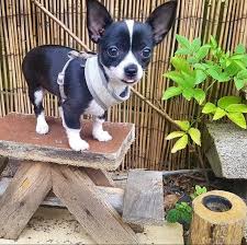 Edwards crossroads north carolina pets and animals 45,000 $ view pictures Chihuahua Puppies For Sale Near Me Teacup Chihuahua Puppies For Sale Near Me