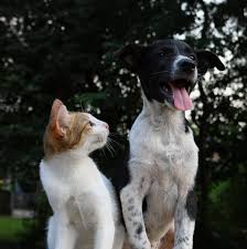 With so many pet products out there, finding the best cbd oil for cats can be extremely challenging. Lawsuits Filed Against Petsmart Over Hemp Products Sold Without Fda Ok