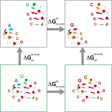 Rna Structural Dynamics As Captured By Molecular Simulations A Comprehensive Overview Abstract Europe Pmc Contacto.cristianghost@gmail.com видео mono lamiendo un chupete??